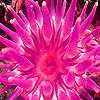 Sea Anemone Hidden Numbers