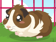 play Guinea Pig Care