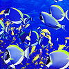 play Shoal Fishes Puzzle