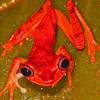 play Confused Frog Slide Puzzle