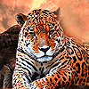 play Fatty Tiger Puzzle