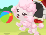 play Poodle Care