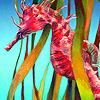play Colorful Seahorses Puzzle