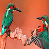 Chatting Birds In The Desert Puzzle