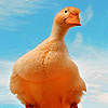 play Red Goose Walking Puzzle