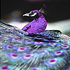 play Purple Peacock In The Zoo Slide Puzzle