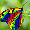 Butterfly On The Leaf Puzzle