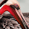 play Red Billed Pelicans In The Sea Puzzle