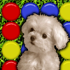 play Cute Puppy Match