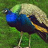 play Big Peacock Puzzle