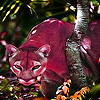 play Pink Cougar Puzzle