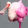 play Sea Spoonbill Birds Puzzle
