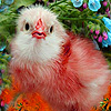 play Red Chick In Garden Puzzle