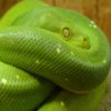 play Snakes Hidden Images