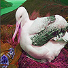 play Albatross In Mountain Puzzle