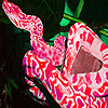 play Tropical Snakes Puzzle