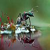 play Black Ant In The Lake Slide Puzzle