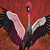 play Cranes In The Garden Puzzle