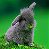 Gray Rabbit In Garden Slide Puzzle