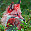 Secret Red Fox Slide Puzzle