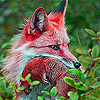 play Secret Red Fox Slide Puzzle