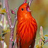 play Little Singer Birds Puzzle