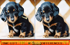 play Differences In Puppy Land