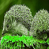 play Green Hedgehogs Puzzle