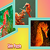 play Colorful Sea Horses Puzzle