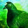 play Green Birds Puzzle