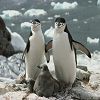 play Penguins Slide Puzzle