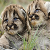 play Puma Slide Puzzle
