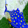 play Fantastic Blue Peacocks Puzzle