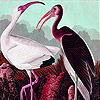 play Old Garden Couple Puzzle