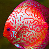 play Colorful Clown Fishes Puzzle