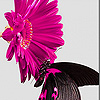 play Pink Daisy And Black Butterfly Slide Puzzle