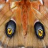 play Butterflies Hidden Object