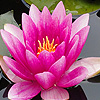 play Pink Water Lily Puzzle