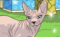 play Sphynx Cat