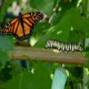 play Caterpillar Jigsaw