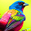 play Tropical Birds Puzzle