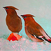 play Cold Little Birds Puzzle