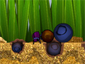 play Dung Beetle Derby
