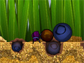 play Dung Beetle Derby