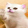 play White Cute Kitty Slide Puzzle
