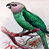 play Green Birds On The Tree Puzzle