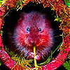play Mouse In The Stored Puzzle