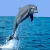 play Dolphin Puzzle