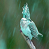 play Green Sparrow Slide Puzzle