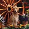 play Dog Puzzle